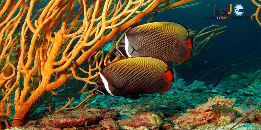 Redtail Butterfly Fish