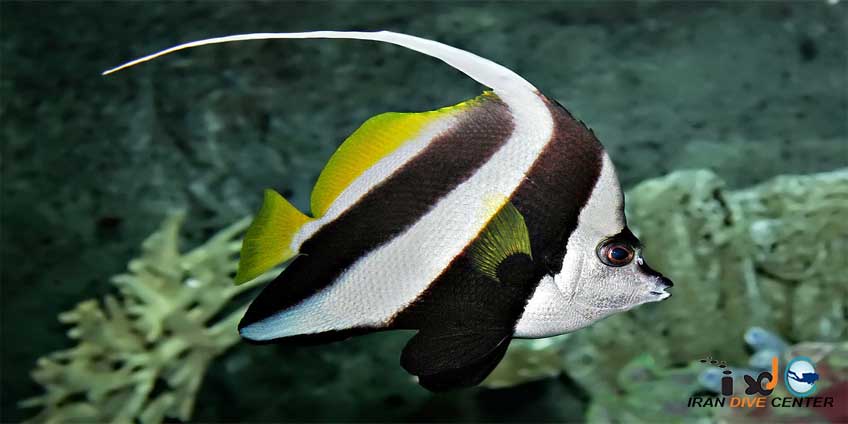 Pennant Coral Fish
