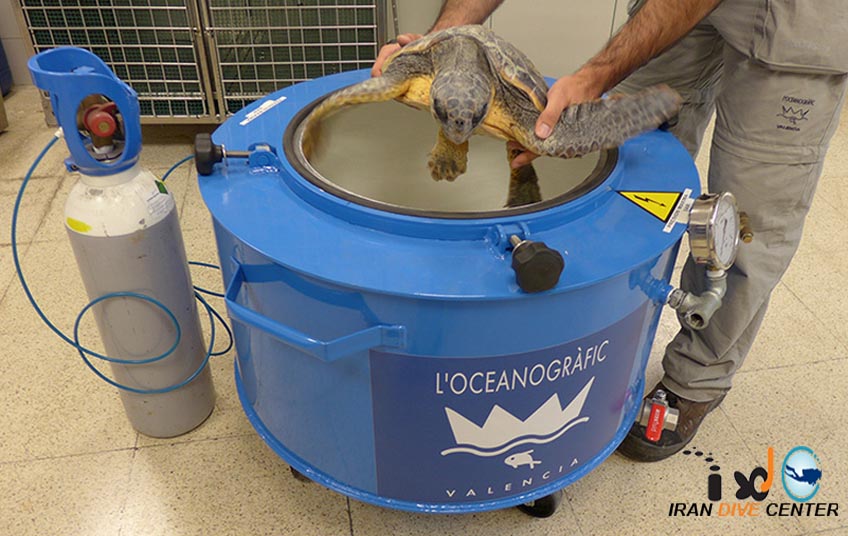 اتاق فشار جدید برای الک پشت های دریائی در موسسه Oceanografic جائیکه الک پشتهای دریائی که از عارضه DCS رنج می برند با اکسیژن پر فشار تحت درمان قرار می گیرند.