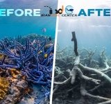 10 روش برای حفاظت از صخره های مرجانی
