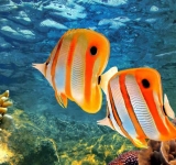پروانه ماهیان خلیج فارس