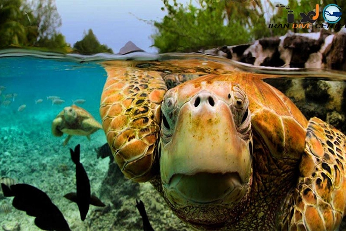 لاک پشت های دریایی در جزایر کیش و قشم