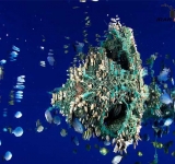 ریز پلاستیک؛ تهدیدی سمی برای تنوع زیستی دریایی