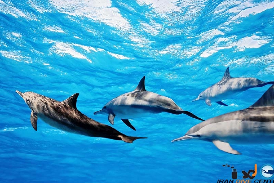 دلفین‌ها همدیگر را با اسم صدا می‌زنند