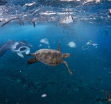 پویش جهانی برای پاکسازی اقیانوس‌ها از زباله